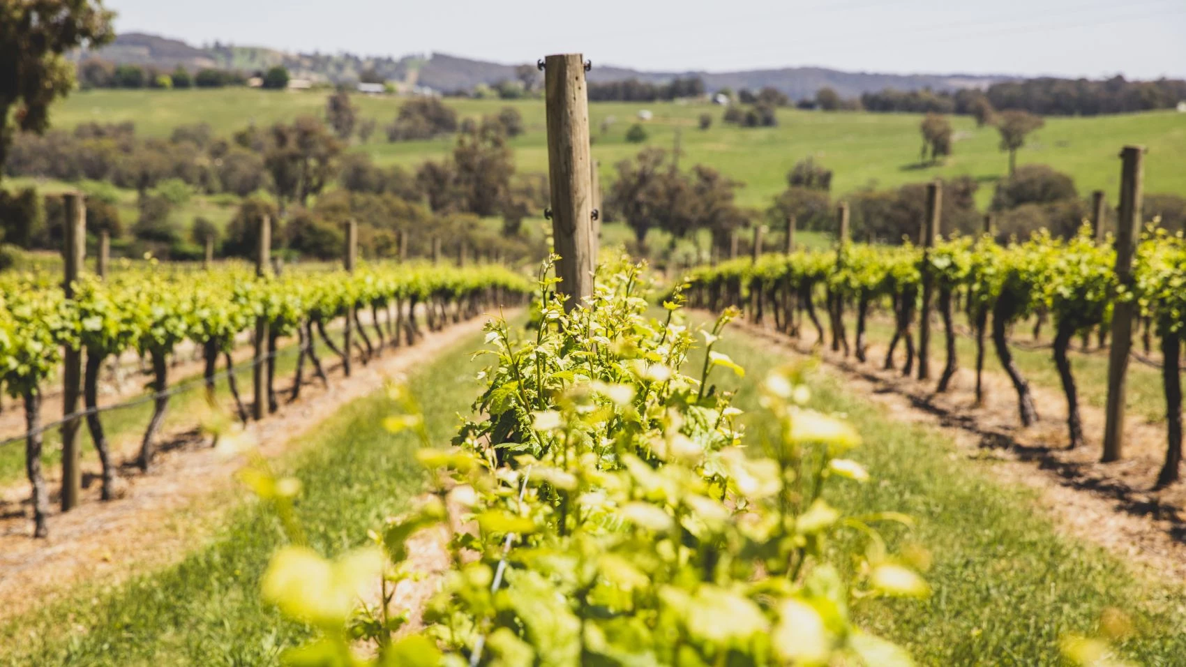 Tumbarumba