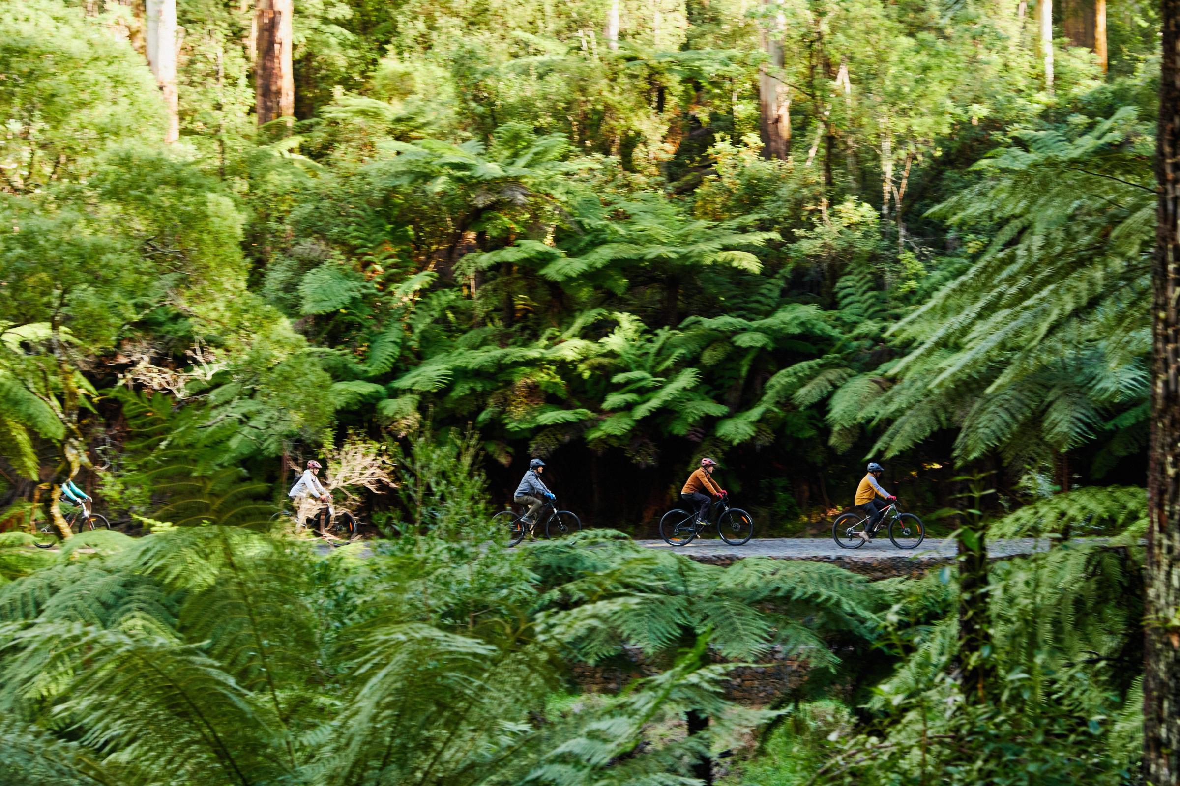 Yarra Valley & Dandenong Ranges