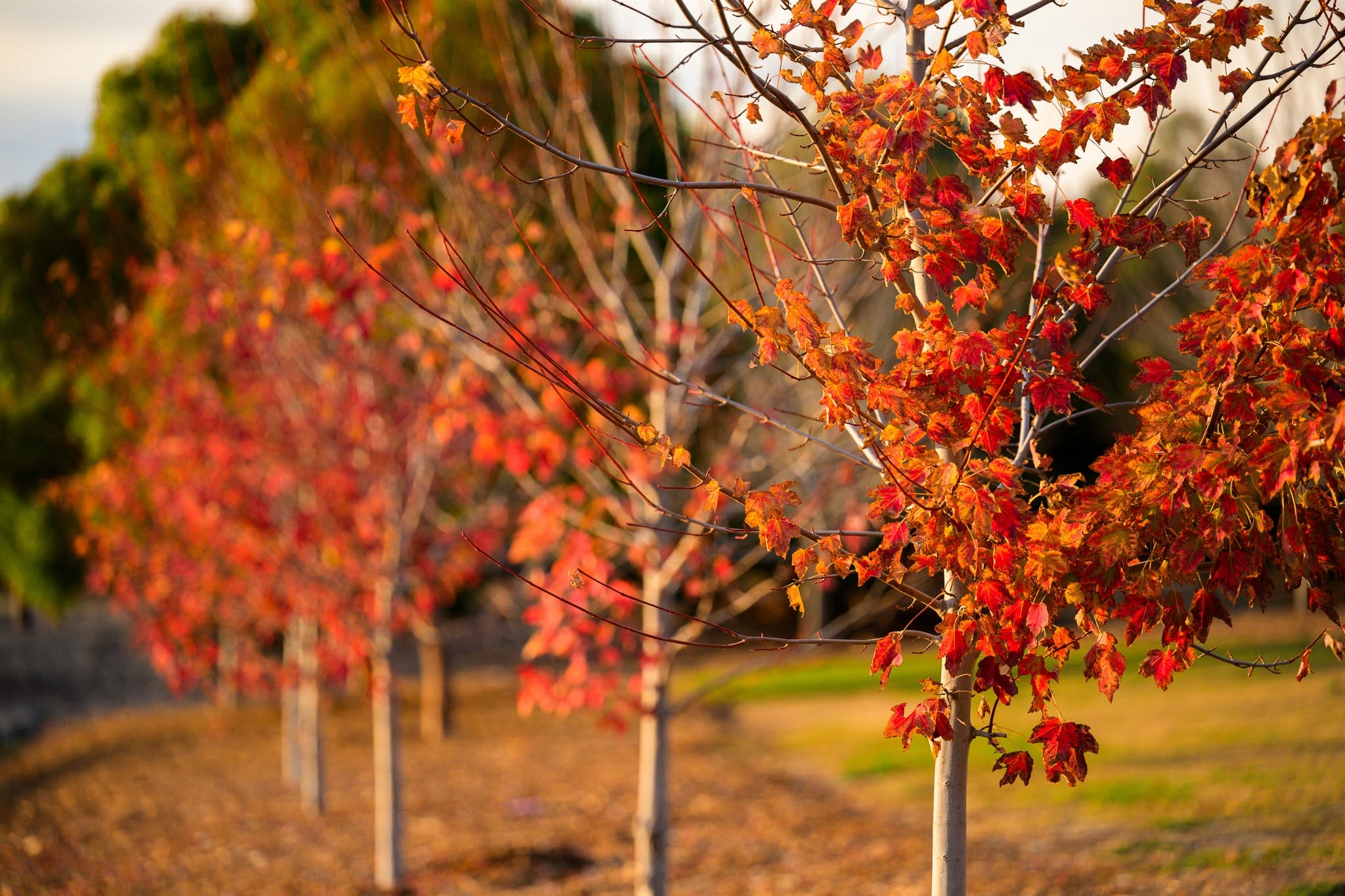 City of Tea Tree Gully