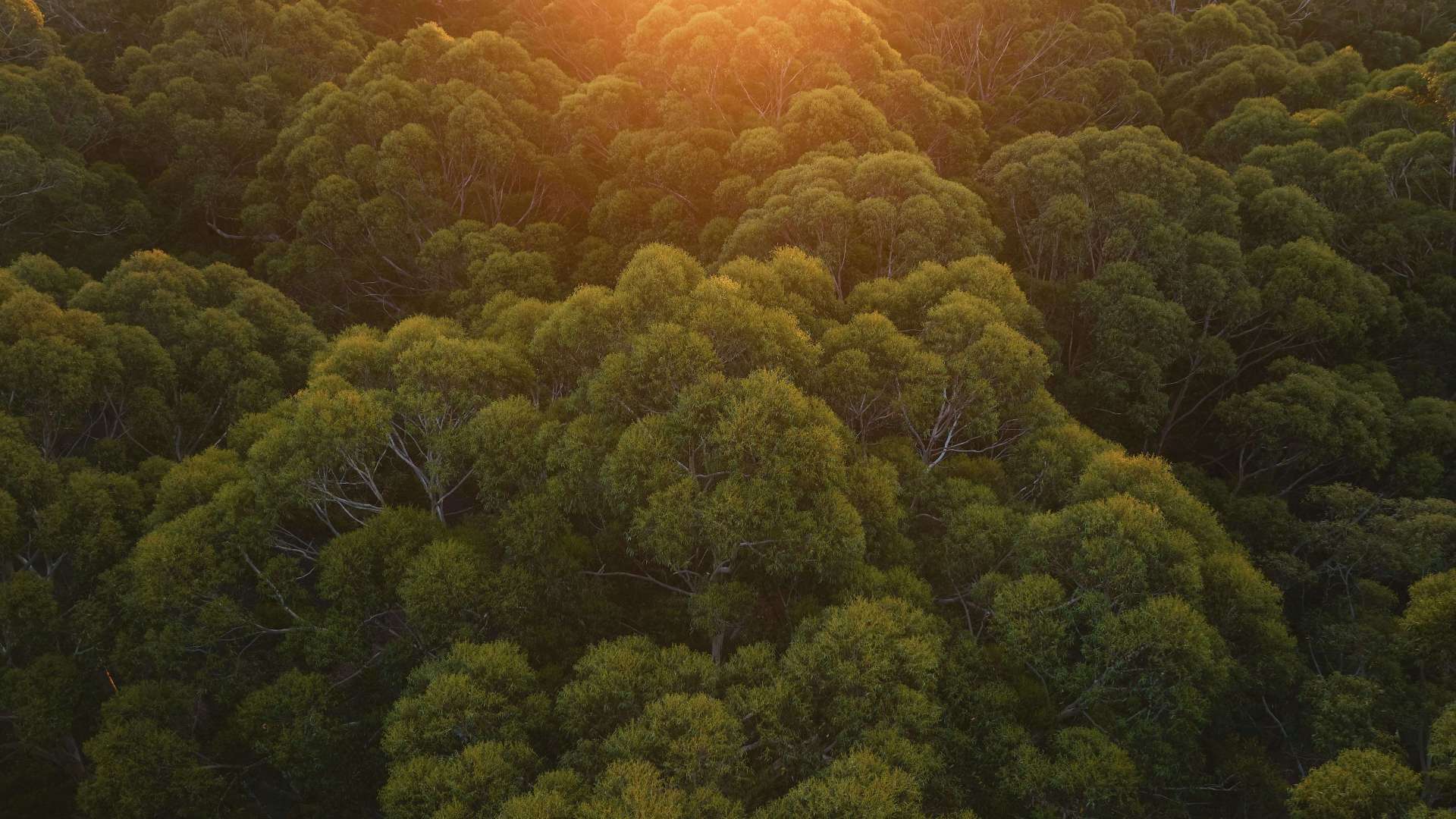 Southern Forests