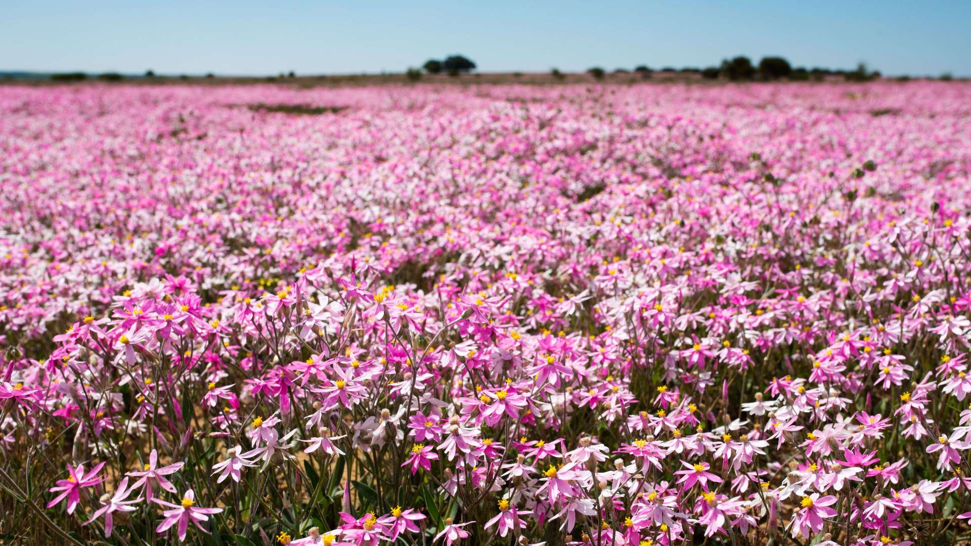 Central Wildflower Country